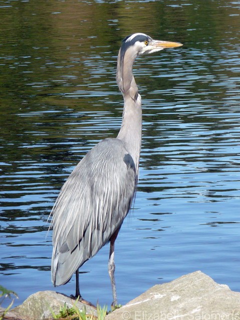 Great Blue Heron 1