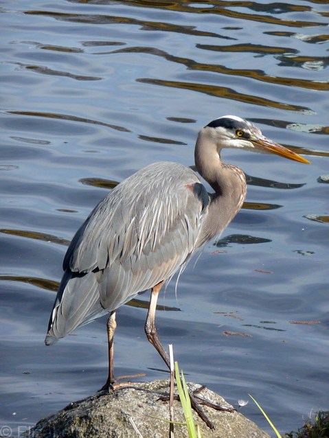 Great Blue Heron 2
