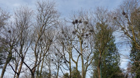 Heronry