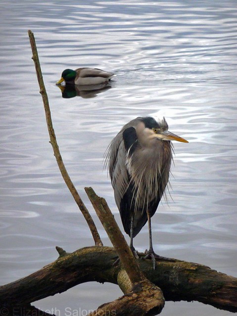 Heron and Duck