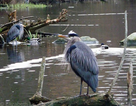 Great Blue Heron 4