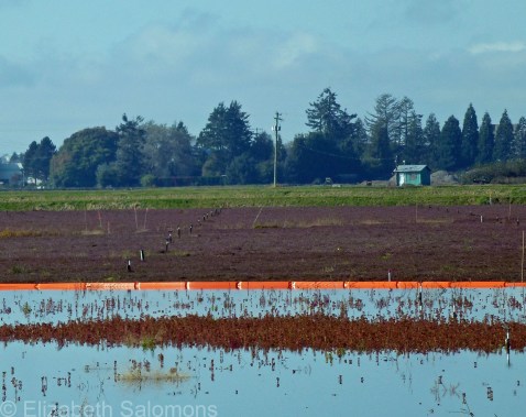 Cranberry Bog, Richmond, BC