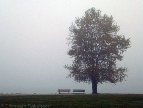 Tree in Fog
