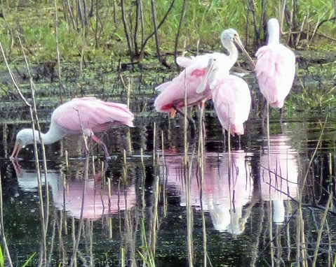 Roseate Spoonbills