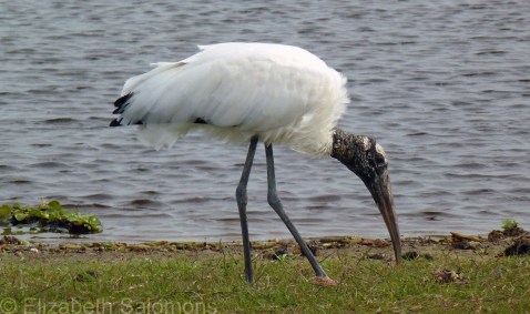 Wood Stork