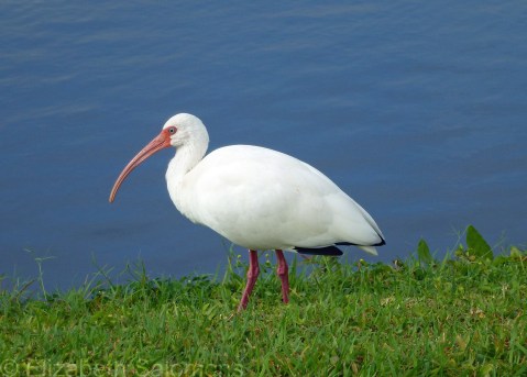 White Ibis