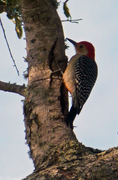 Red-bellied Woodpecker