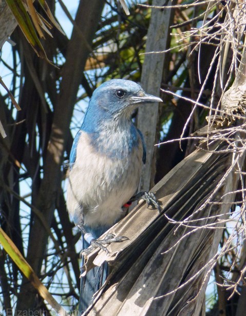 Florida Scrub-Jay 1