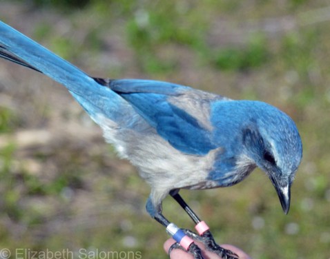 Florida Scrub-Jay 2