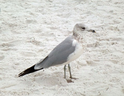 Laughing Gull 1