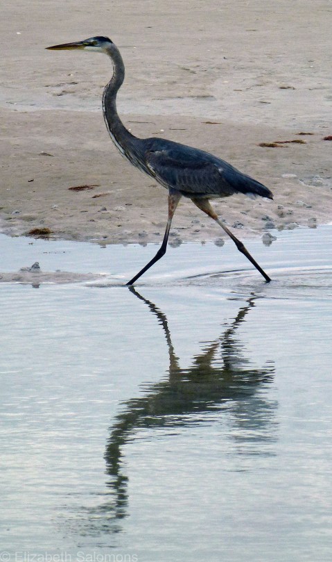 Great Blue Heron Female