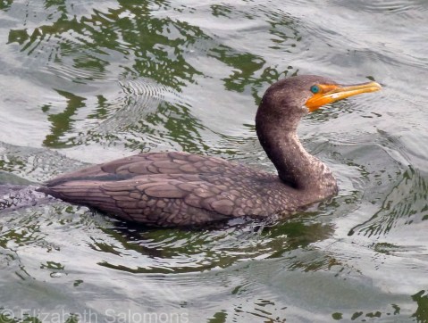 Double-crested Cormorant