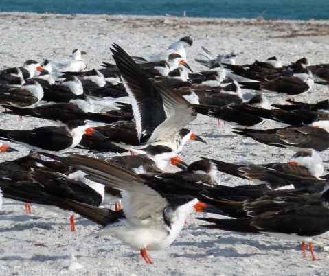 Black Skimmer 3