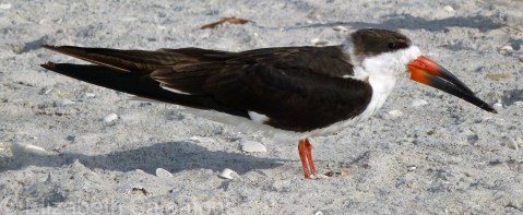 Black Skimmer 1