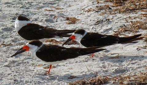 Black Skimmer 2