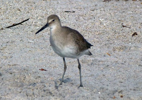 Willet 2