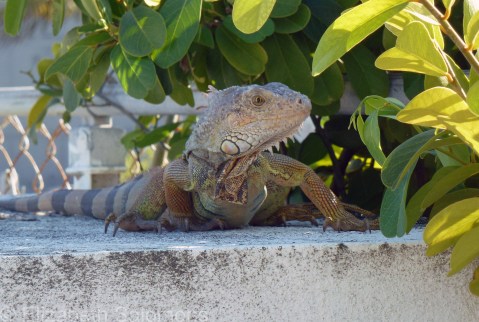 Iguana 1