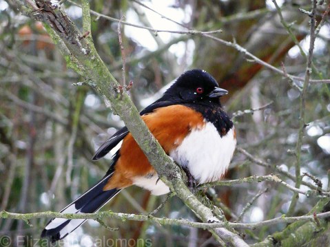Spotted Towhee