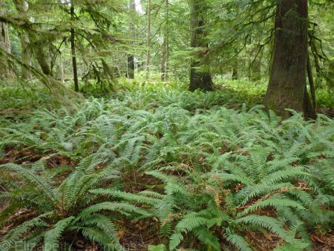 Cathedral Grove 1