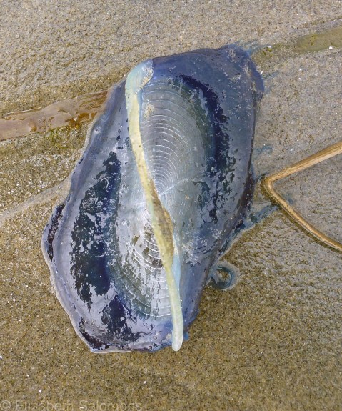 Velella Velella