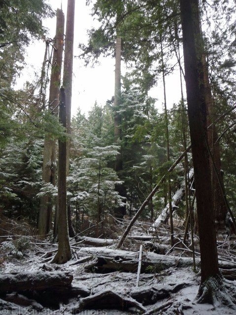 Stanley Park Forest 2