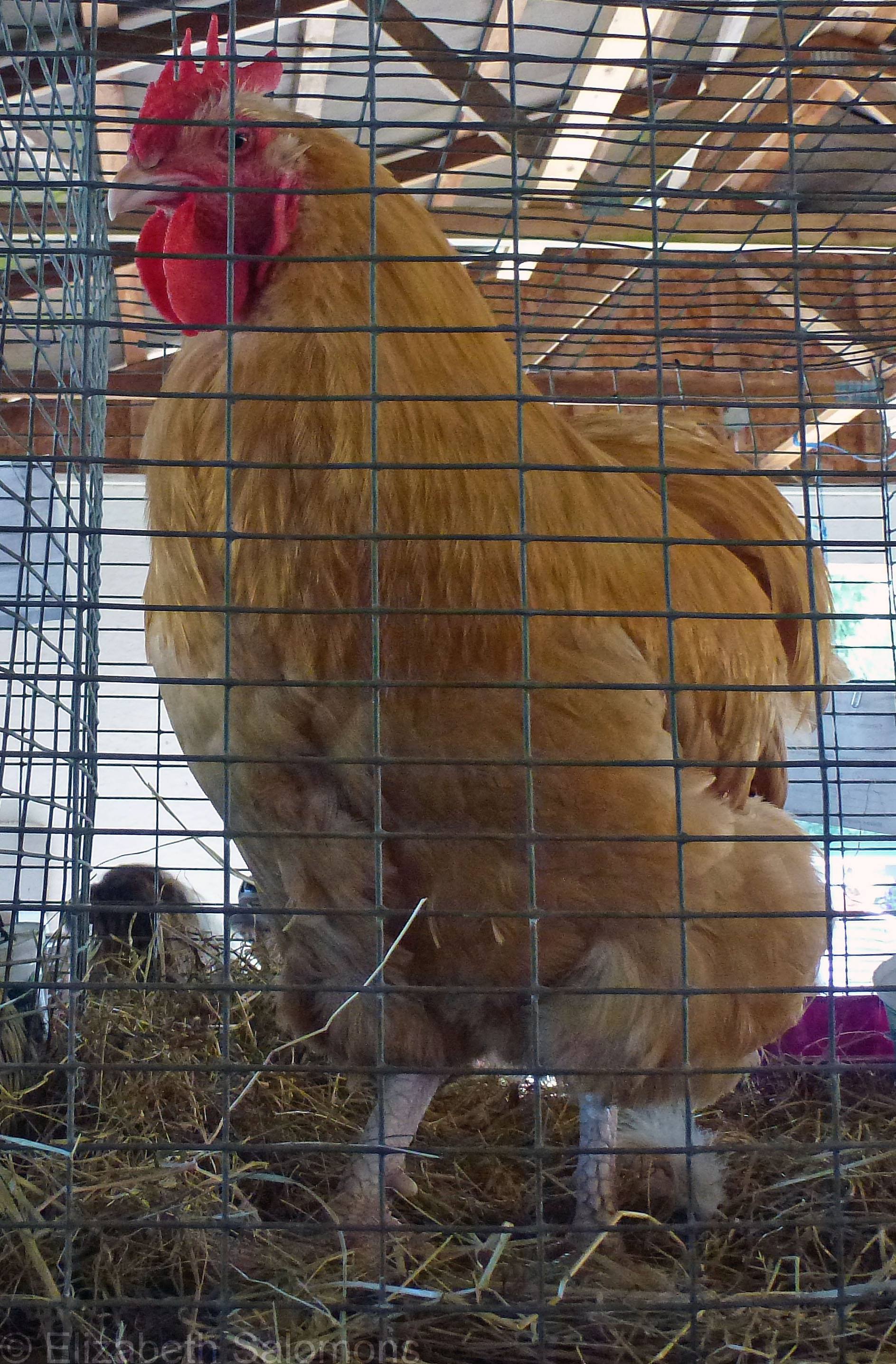 Salt Spring Island Fall Fair | There and Back Again