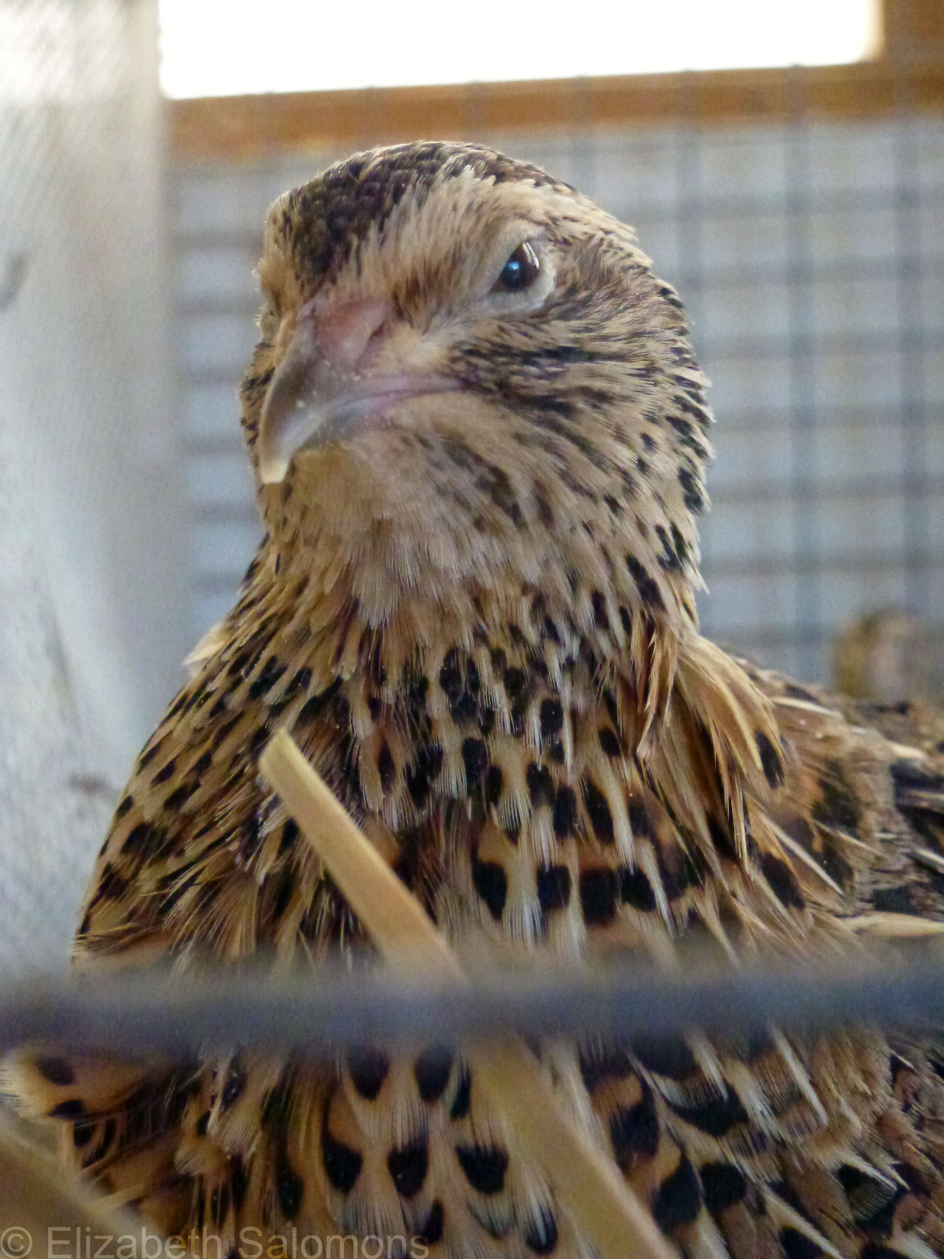 Salt Spring Island Fall Fair | There and Back Again