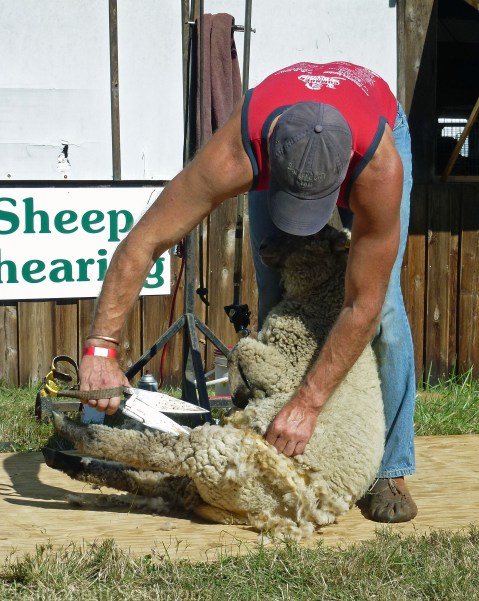 Sheep Shearing 1