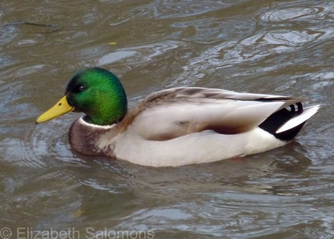 Mallard (male)