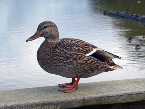 Mallard (female)