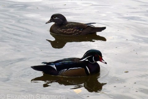 Wood Ducks