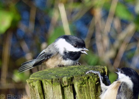Two Black-capped Chickadees