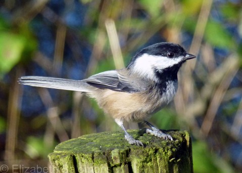 Black-capped Chickadee
