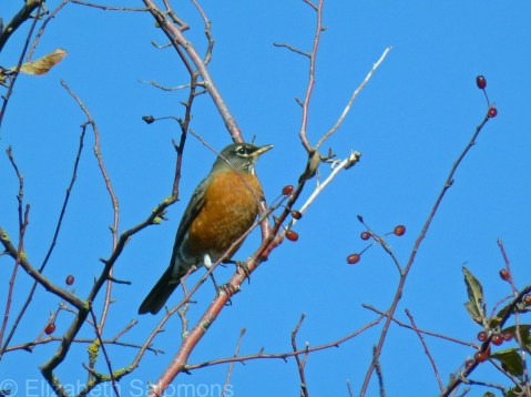 American Robin