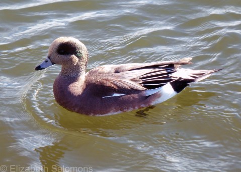 American Wigeon (male)