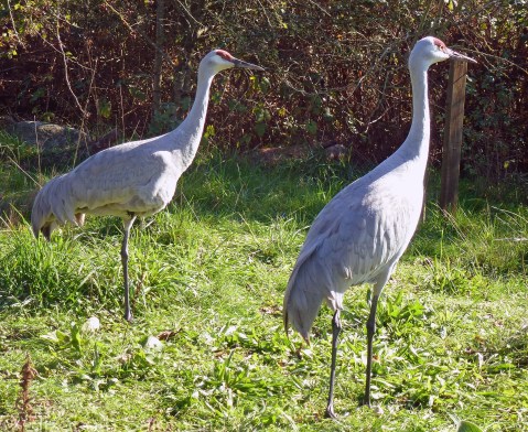 Sandhill Crane (pair)