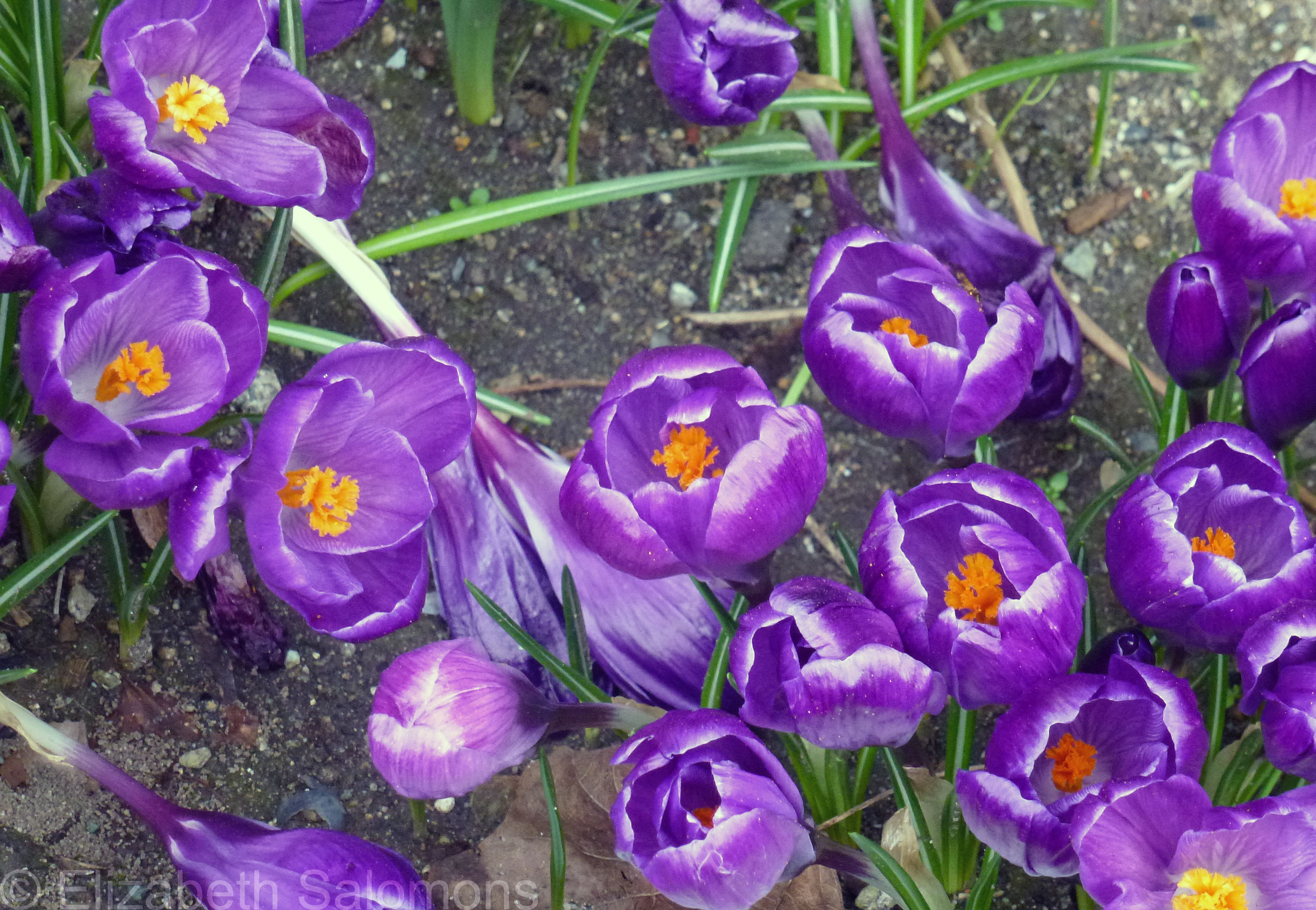 Purple Crocuses