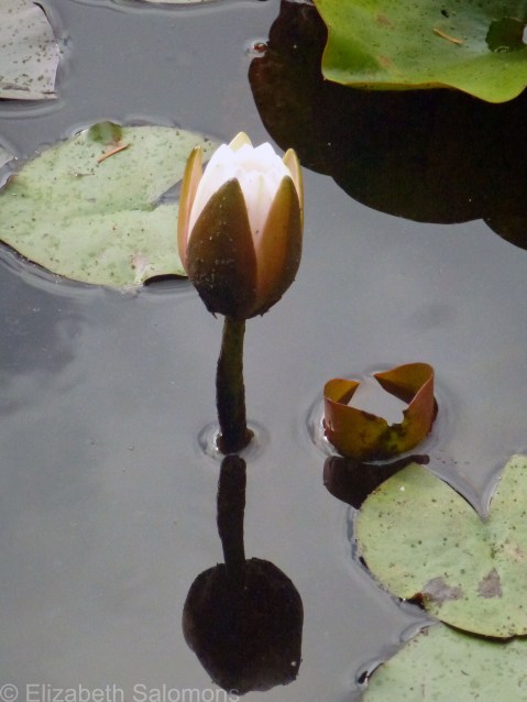 Water Lily