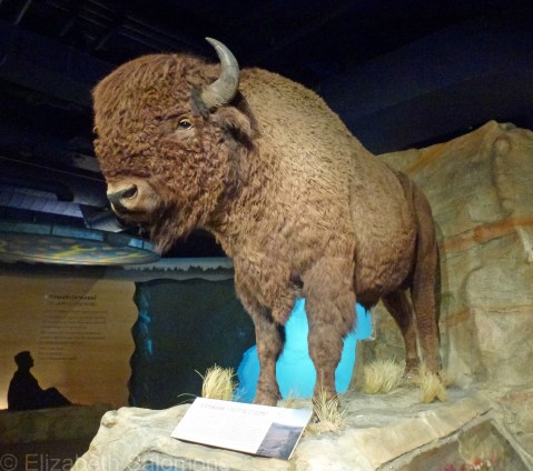 Buffalo
