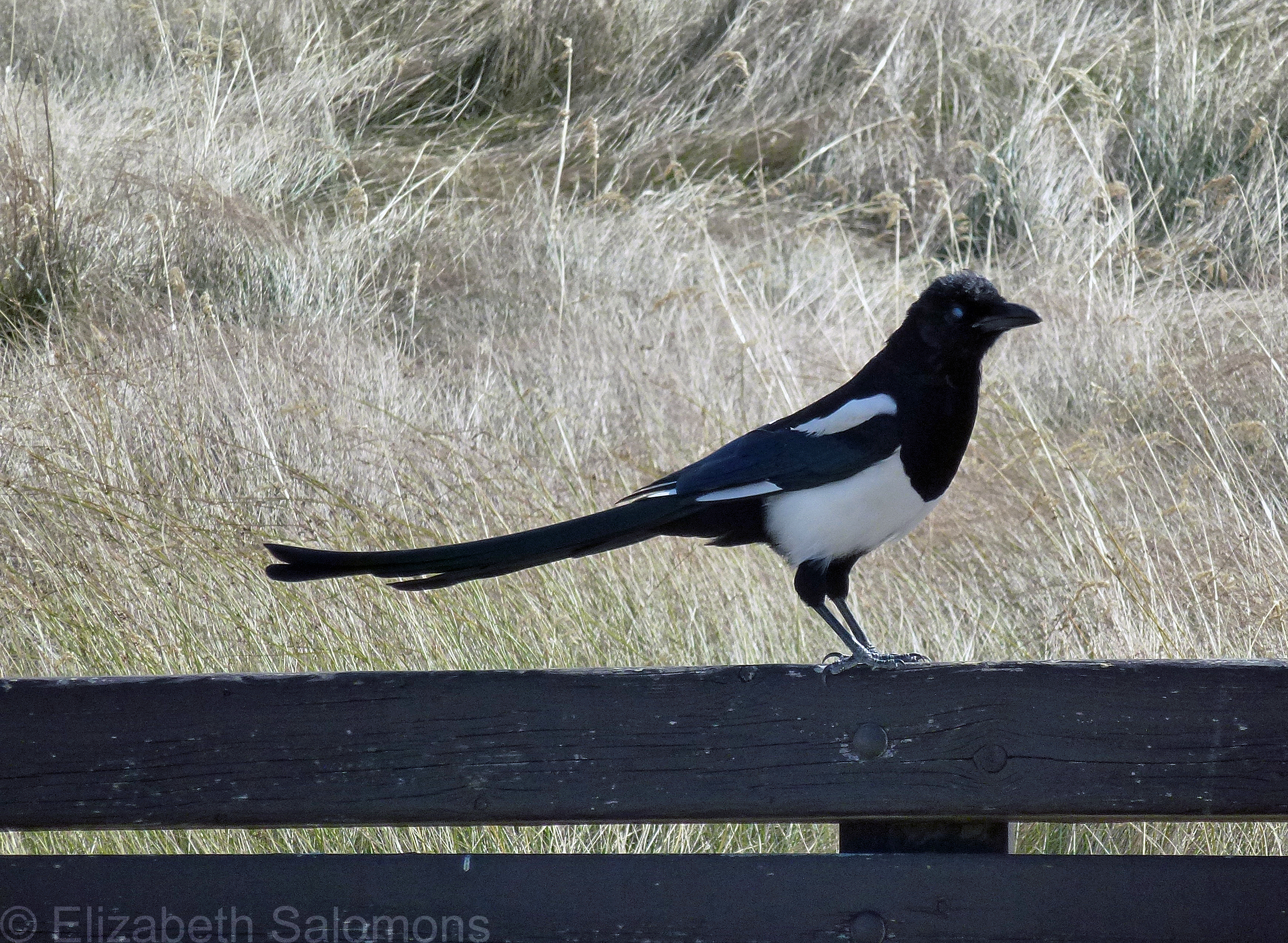 Black-billed Magpie | There and Back Again
