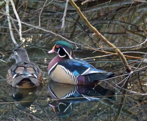 Woods Ducks 2