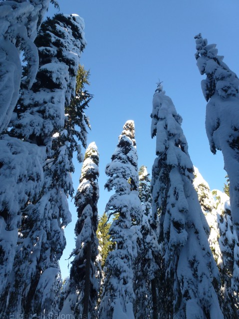 Cypress Snowy Trees 3