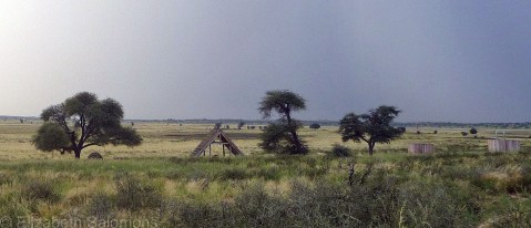 An unfenced campground on the Botswana side of Kgalagadi Transfrontier Park. You can just make out our tents below the camel thorn tree at far left.