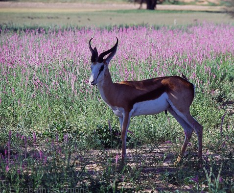 Springbok 6