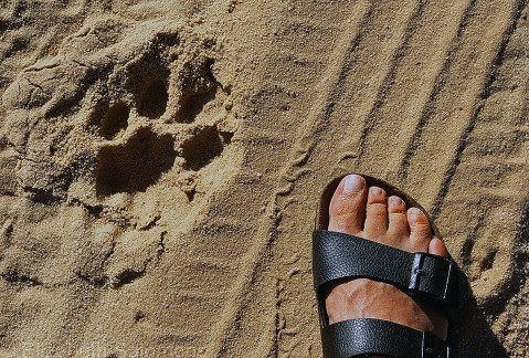 Lion Tracks 1