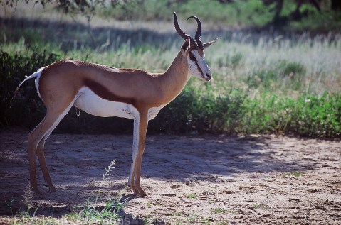 Springbok 1
