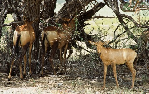 Red Hartebeest Calf