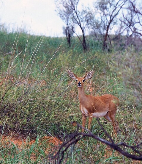 Steenbok