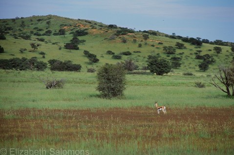 Solitary Springbok