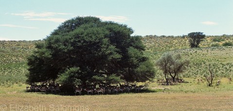 Springbok under Tree